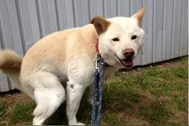 狗狗排便时一直盯着主人，是什么意思？图片