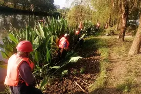密集恐惧症者慎入！南翔老蕰藻浜河段发现粉红色虫卵，这种螺别吃图片