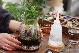 苔藓微景观DIY【创意生态瓶】图片