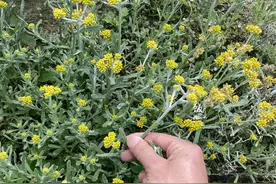 清明节摘的野菜，教你这样保存，吃不完也不浪费，放2个月还新鲜图片
