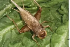 怀揣葫芦听鸣虫，北京人冬天的一大乐趣图片