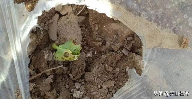 出苗期的棉花应该怎么管？