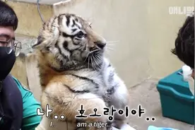 小老虎打针害怕得缩起来，出去玩却疯得连老虎妈妈都管不了图片