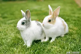 兔子繁殖快、爱吃草，为啥农村没大量养殖？告诉你我的失败全过程图片