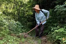 天气一热就变多，村里常有人来收，一只2.3元，如今很多人去捉图片