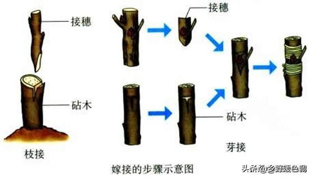 嫁接方法和嫁接后期管理都很重要.