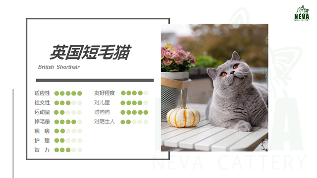 英短蓝猫的简介（英国短毛猫丨蓝猫）