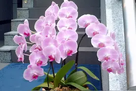 过年喜欢买蝴蝶兰，养好它不用年年买，促进复花有技巧图片