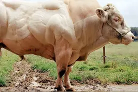 比利时蓝牛，人类选育的“畸形”肉牛，一身夸张肌肉是用了激素？图片