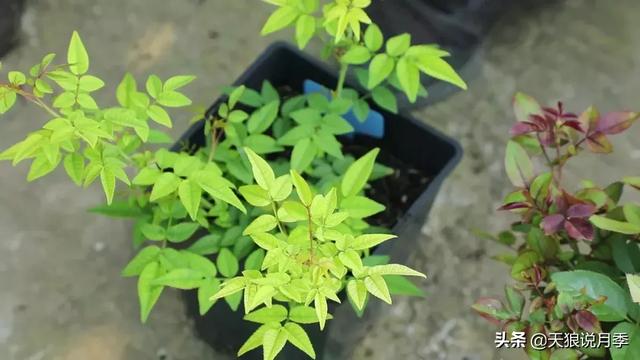 天狼说月季|月季叶片总变黄?原因可能是这个