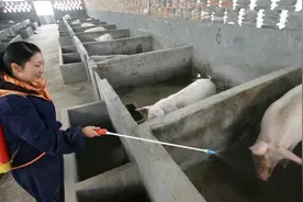 11月10日，养猪人卖猪价格图片