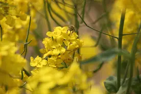 油菜花开黄映绿，蜂飞蝶舞闹春潮图片