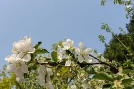 斗鸡、插柳、荡秋千、祭祖，清明习俗知多少图片