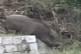 狗狗为保护孩子和野猪搏斗被咬碎下巴，主人力排众议硬是要救活它图片