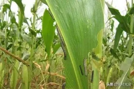 注意！预报三代粘虫在山东总体发生程度2级，幼虫为害盛期在8月上中旬图片