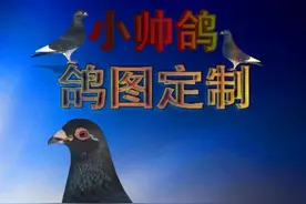 鸽子怎么分公母图片