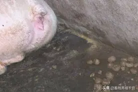 猪便秘怎么办，快看看这6个小技巧，快速解决猪便秘问题图片