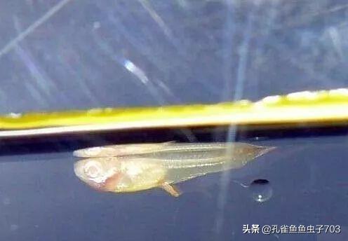 孔雀鱼肚子大鱼鳞立起来