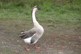 为什么总有人说：“宁可被狗咬，不敢让鹅拧”？鹅究竟有多厉害？图片