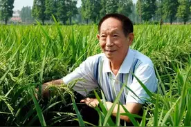 袁隆平的贡献不止只是杂交稻图片