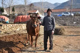 这头黄牛我养了10几年，是春耕的“好帮手”，耕地前我烧了一柱香图片