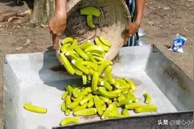 它被我们当垃圾扔掉，但印度人却吃得津津有味，一上桌就被抢光光图片