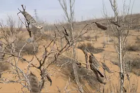 每年收购上千吨，宁夏蝎子南方卖，蝎贩子比蝎子“毒”？图片