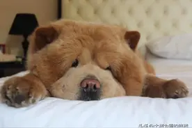形似“泰迪熊”的松狮犬火了，爱出门却不爱走路，可把主人累坏了图片