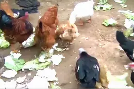 奇闻！女子帮丈夫杀鸡后失去意识，竟是患上了致死率40%的重疾…图片