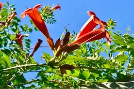 衣锦还乡漫谈图片