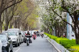 沧州市区有条“海棠大道”！去那打卡，鬓边就是海棠红图片