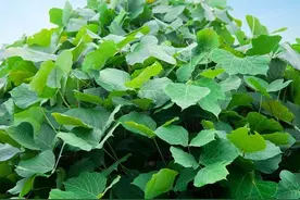 姑娘承包荒山28亩种果树，却长满一种野生葛根，每年创收10万元图片