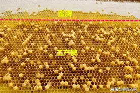 蜂群严重工产了怎么办？养蜂人需同时做好3件事图片