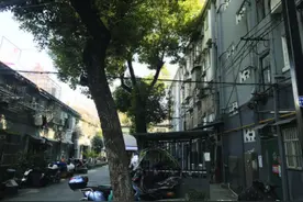 南京一小区高大“绿化树”变成“烦心树”，咋办？图片