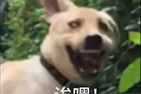 猛男必备沙雕可爱表情包图片