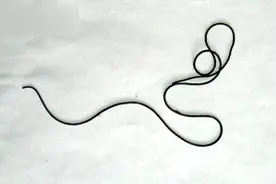 最恐怖的寄生虫——“铁线虫”，能操控宿主意志，使其跳河自尽图片