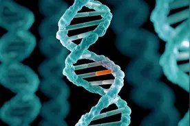 为什么大多数雄性动物的排泄和生殖共用一个器官？图片