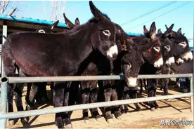 养一头驴轻松挣几千，农村为啥没人养呢？关键是没突破这几个症结图片