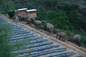 当北上象群出现在街道，专家：小象在象群中间，说明它们非常紧张图片