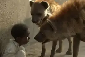 非洲草原上的肛肠科大夫，鬣狗实力强大但性情温顺，从来不伤人图片