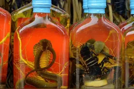 毒蛇泡酒一年，蛇会死吗？看完涨知识了图片