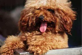 泰迪褪色这个烦恼的问题，你知道怎么解决吗？图片