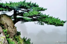 细说黄山的奇松怪石，追溯十大名松之渊源，品味七十二峰之神韵图片