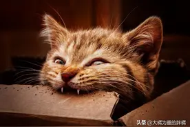 猫咪突然“咬人手”，多半是表达这几个意思，主人一定别过度打骂图片