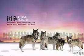 狼的团队，狐的智慧，鹰的心态！（深度好文）图片