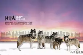 狼的团队，狐的智慧，鹰的心态！（深度好文）图片