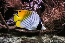五彩缤纷的热带鱼，也只能在水族馆看到吧？收藏保存哦图片