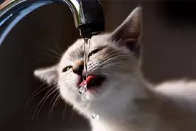 被拉入“黑名单”的6种水，对猫咪的伤害很大，很多猫奴都喂过图片