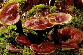 灵芝为何被称为“救命草”？图片