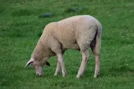 羊不吃草是怎么回事？羊不吃草用什么药治疗？看过本文就知道图片